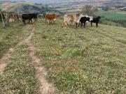 Sítio / Chácara para Venda em Congonhal/MG Centro 2 Quartos