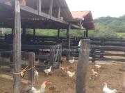 Sítio / Chácara para Venda em Cuiabá/MT Jardim das Palmeiras