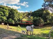 Sítio / Chácara para Venda em Diamantina/MG Senador...