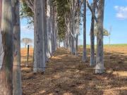 Sítio / Chácara para Venda em Uberlândia/MG Miraporanga...