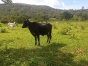 Sítio / Chácara para Venda em Goiânia/GO Jardim Nova...