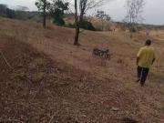 Sítio / Chácara para Venda em Goiânia/GO Jardim Nova...
