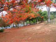 Sítio / Chácara para Venda em Goiânia/GO Jardim Nova... Sítio / Chácara para Venda em Goiânia/GO Jardim Nova...