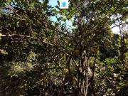 Sítio / Chácara para Venda em Goiânia/GO Sítios de...