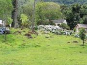 Sítio / Chácara para Venda em Gramado/RS Araripe 2 Quartos