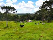 Sítio / Chácara para Venda em Guarapuava/PR Área Rural...