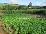 Sítio / Chácara para Venda em Guararema/SP Capoeirinha 3...