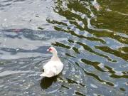 Sítio / Chácara para Venda em Guararema/SP Zona Rural 3...