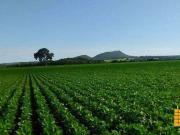 Sítio / Chácara para Venda em Ipameri/GO Zona Rural