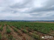 Sítio / Chácara para Venda em Itapetininga/SP Jardim Marabá