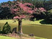 Sítio / Chácara para Venda em Jarinu/SP Campo Largo 7...