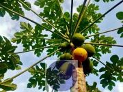 Sítio / Chácara para Venda em Jarinu/SP Maracanã 4 Quartos