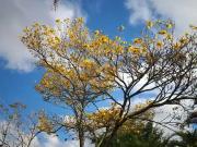 Sítio / Chácara para Venda em Juiz de Fora/MG Nova...