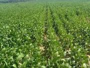 Sítio / Chácara para Venda em Lagoa do Tocantins/TO Zona...