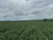 Sítio / Chácara para Venda em Luziânia/GO Área Rural de...