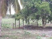 Sítio / Chácara para Venda em Macaíba/RN Centro 3 Quartos