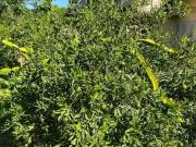 Sítio / Chácara para Venda em Maquiné/RS Prainha 4 Quartos