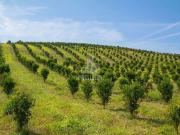 Sítio / Chácara para Venda em Moeda/MG Centro 3 Quartos