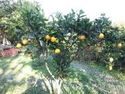 Sítio / Chácara para Venda em Morretes/PR Sambaqui 3 Quartos