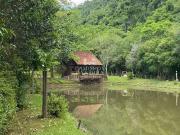 Sítio / Chácara para Venda em Nova Petrópolis/RS Pinhal Alto