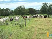 Sítio / Chácara para Venda em Paranã/TO Zona Rural