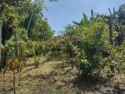 Sítio / Chácara para Venda em Paranaguá/PR Alexandra 2...