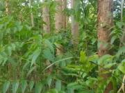 Sítio / Chácara para Venda em Paverama/RS Zona Rural 2...