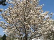 Sítio / Chácara para Venda em Piedade/SP Jurupará 3 Quartos