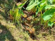 Sítio / Chácara para Venda em Pindamonhangaba/SP Goiabal...