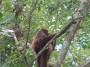 Sítio / Chácara para Venda em Porto Alegre/RS São...