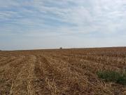 Sítio / Chácara para Venda em Rolândia/PR Jardim Nobre