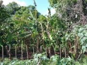 Sítio / Chácara para Venda em São Carlos/SP Jardim São...