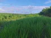 Sítio / Chácara para Venda em São José de Mipibu/RN...