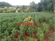 Sítio / Chácara para Venda em São Miguel do Oeste/SC Centro