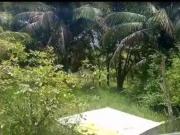Sítio / Chácara para Venda em São Sebastião do Passe/BA...