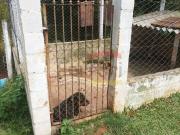 Sítio / Chácara para Venda em Santa Isabel/SP Ouro Fino...