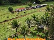 Sítio / Chácara para Venda em Santo Antônio da...
