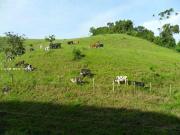 Sítio / Chácara para Venda em Santos Dumont/MG Centro 3...