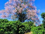 Sítio / Chácara para Venda em Serra Negra/SP Centro