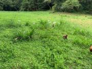 Sítio / Chácara para Venda em Suzano/SP Chácara Sete...