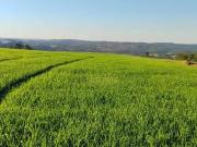 Sítio / Chácara para Venda em Tamarana/PR Centro 1 Quartos