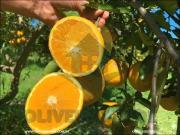 Sítio / Chácara para Venda em Tanguá/RJ Posse dos...