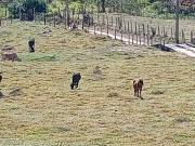 Sítio / Chácara para Venda em Taubaté/SP Barreiro 2 Quartos