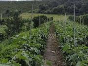 Sítio / Chácara para Venda em Teresópolis/RJ Granja...