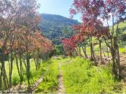 Sítio / Chácara para Venda em Toledo/MG Centro 3 Quartos