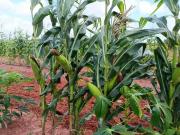 Sítio / Chácara para Venda em Touros/RN Centro 3 Quartos