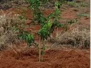 Sítio / Chácara para Venda em Uberlândia/MG Tocantins