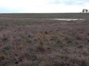 Sítio / Chácara para Venda em Uruguaiana/RS Plano Alto