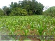 Sítio / Chácara para Venda em Várzea Grande/MT Centro...