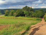 Sítio / Chácara para Venda em Vera Cruz do Oeste/PR Zona...
